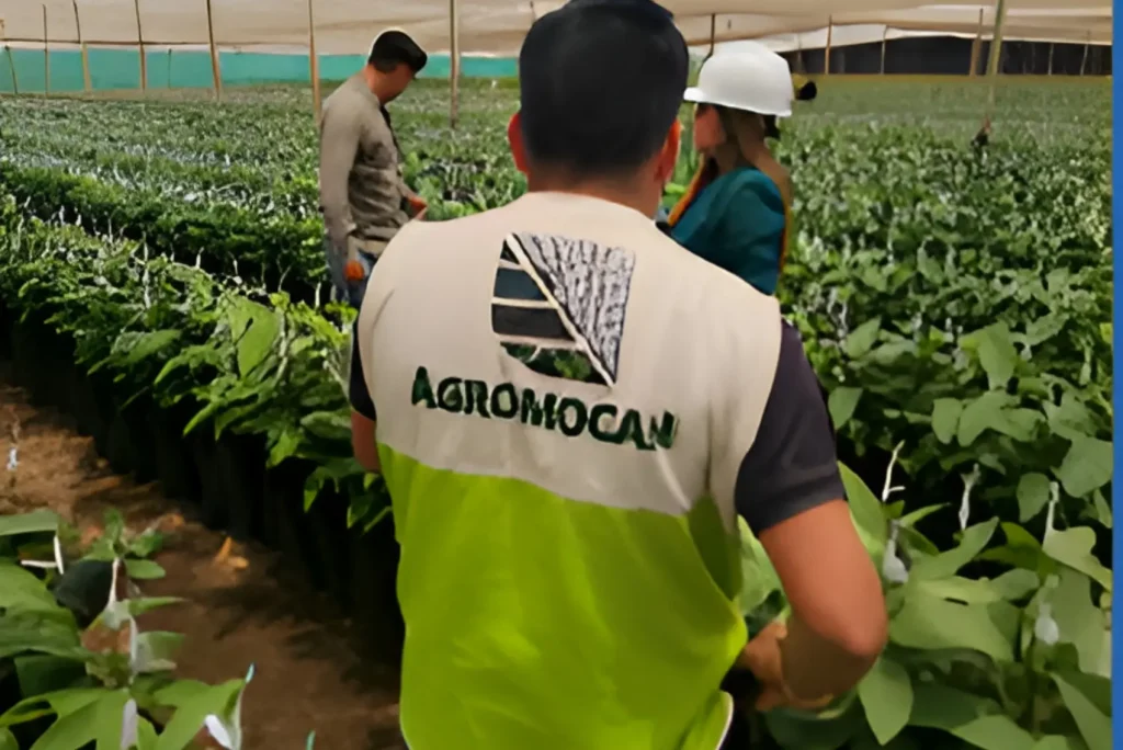 Agromocan SAC: impulsando la agroexportación peruana